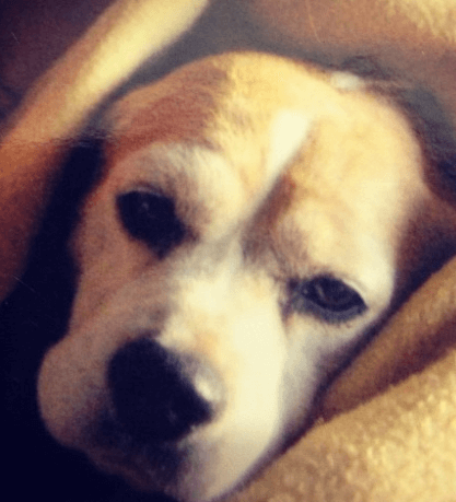 Cute Pet